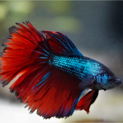 betta macho splendens