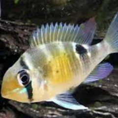 biotodoma cupido