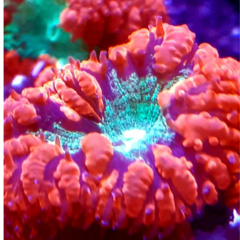 Blastomusa wellsie roja centro verde 4 cabezas