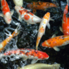 carpas koi surtido 10 cm