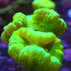 Caulastrea Furcata HULK 32 cabezas 