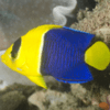 centropyge bicolor