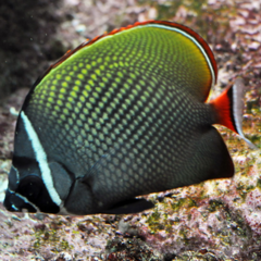 chaetodon collare 5 cm