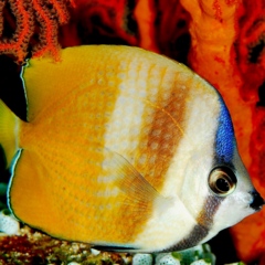 chaetodon kleini 6 cm