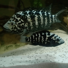 ciclido cubano 5 cm