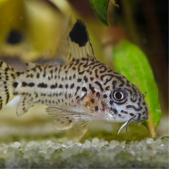 corydora juli leopard