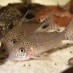 Corydora punctatus nanay