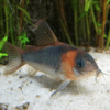 corydoras esques