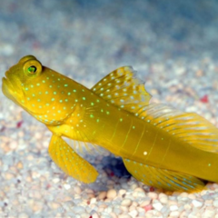 cryptocentrus cinctus