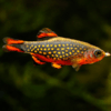 danio margaritatus