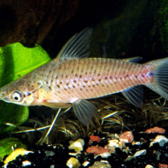 dianema (pez gato) 8 cm