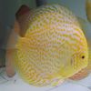 discus Golden Leopard  12 cm
