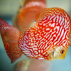 Discus Pigeon red map 12cm 