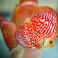 Discus Pigeon red map 12cm 