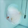 discus blue Diamond 10cm