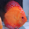 discus red marlboro 11 cm