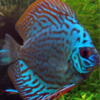 discus turquesa 10 cm