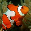 Amphiprion ocellaris de criadero XL