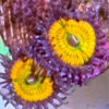 iron fist zoa