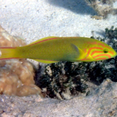 Thalassoma Lutescens SUNSET WRASSE 8CM