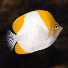 hemitaurichthys polylepis