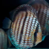 Heckel Blue Nhamunda 12cm