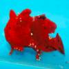 antenarius pictus red