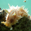 dolobella auricularia