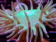 duncanoxamia-axifuja-frag-1-cabeza LPS - comprar online