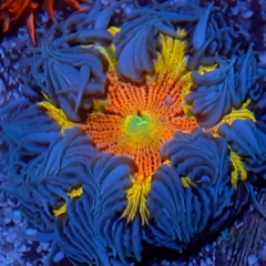 epiystis crucifer