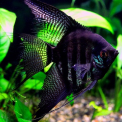escalar black pinoy 6 cm