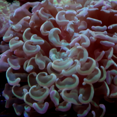 Euphyllia ancora 9cm