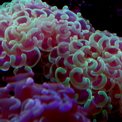 Euphyllia ancora green 10cm