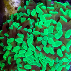 Euphyllia ancora green (hammer) 12cm