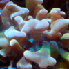 Euphyllia ancora orange (s)