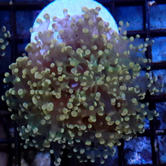 Euphyllia divisa gold