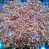 Euphyllia Divisa orange gold  XL