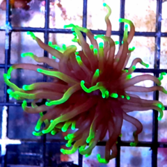 Euphyllia glabrescens gold soul dragon 1 cabeza