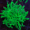 Euphyllia glabrescens súper green