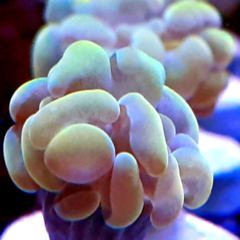 euphyllia parancora orange frag 1 cabeza