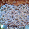 Euphylloa ancora rose