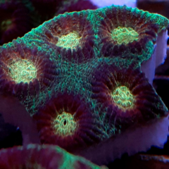 Favia pineapple yellow frag