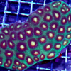 Favia pinneaple gold 12cm