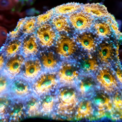 Favia spp ultra