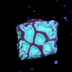 Favites sp frag