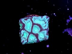 Favites sp frag