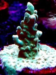 Frag acropora 5cm
