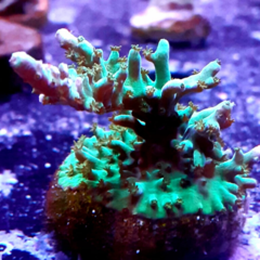 Frag acropora 5cm
