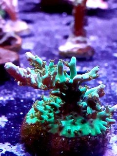 Frag acropora 5cm