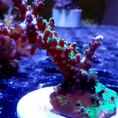 Frag acropora 78cm